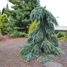 Cedrus deodara ´Feelin Blue´