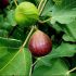 Ficus carica ´BROWN TURKEY´