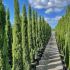 Cupressus sempervirens ´Totem´