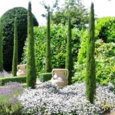 Cupressus sempervirens ´Totem´