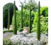 Cupressus sempervirens ´Totem´ 9L / 80-100 cm