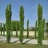 Cupressus sempervirens ´Totem´