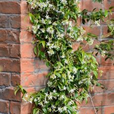 Trachelospermum Jasminoides