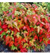 Nandina domestica ´Pygmaea´