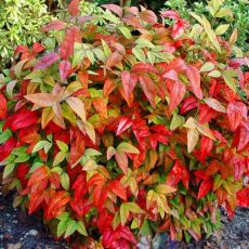 Nandina domestica ´Pygmaea´