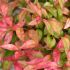 Nandina domestica ´Pygmaea´