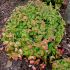 Nandina domestica ´Pygmaea´