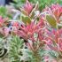 Pieris japonica 'Little Frosty'®