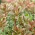 Pieris japonica 'Little Frosty'®