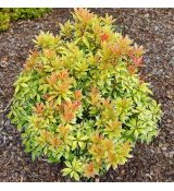 Pieris japonica 'Little Goldy'®