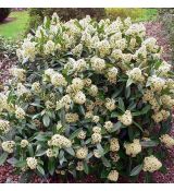 Skimmia confusa 'Kew Green'