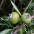 Pyrus salicifolia 'Pendula'