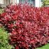 Photinia glabra Parsur 'Dynamo Red'®