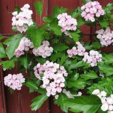 Crataegus x mordenensis 'Toba'