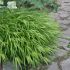 Hakonechloa macra