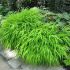 Hakonechloa macra