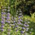 Caryopteris incana ´Kew Blue´