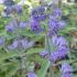 Caryopteris incana ´Kew Blue´