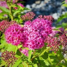 Spiraea japonica ´Neon Flash´