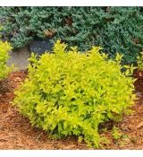 Spiraea japonica 'Goldmound´