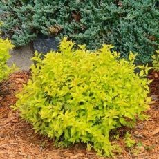 Spiraea japonica 'Goldmound´