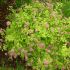 Spiraea japonica 'Goldmound´