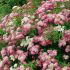 Spiraea japonica´Shirobana´