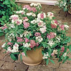 Spiraea japonica´Shirobana´