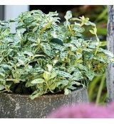 Euonymus fortunei 'Harlequin'