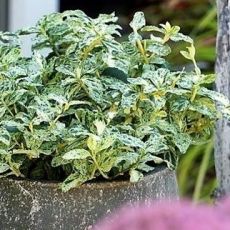 Euonymus fortunei 'Harlequin'