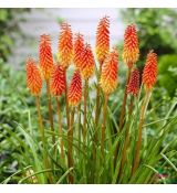 Kniphofia uvaria ´Grandiflora´