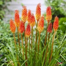 Kniphofia uvaria ´Grandiflora´