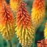 Kniphofia uvaria ´Grandiflora´