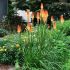 Kniphofia uvaria ´Grandiflora´