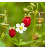 Fragaria vesca var. vesca