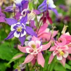 Aquilegia hybrid ´Biedermeier´