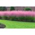 Muhlenbergia capillaris ´Pink Cloud´