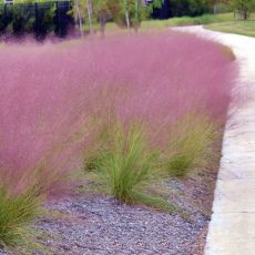 Muhlenbergia capillaris ´Pink Cloud´