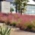 Muhlenbergia capillaris ´Pink Cloud´