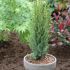 Juniperus communis ´Arnold´