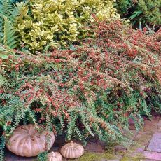 Cotoneaster suecicus ´Coral Beauty´