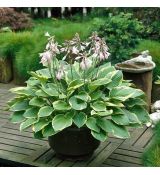 Hosta fortunei ´Aureomarginata´