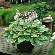 Hosta fortunei ´Aureomarginata´