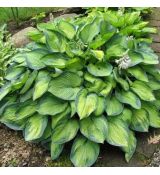 Hosta Hybride ´Bright Light´