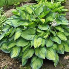 Hosta Hybride ´Bright Light´