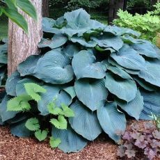 Hosta Sieboldiana ´Blue Angel´