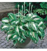 Hosta undulata ´Mediovariegata´