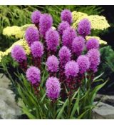 Liatris Spicata ´Kobold´