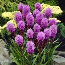 Liatris Spicata ´Kobold´