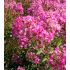 Lagerstroemia Indica ´Mix´ na nízkom kmienku